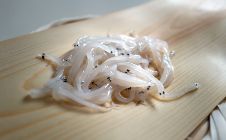 1月ーしらうお【白魚】 | 近茶文庫